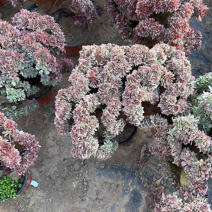 芳*缀话脱土发货缀话