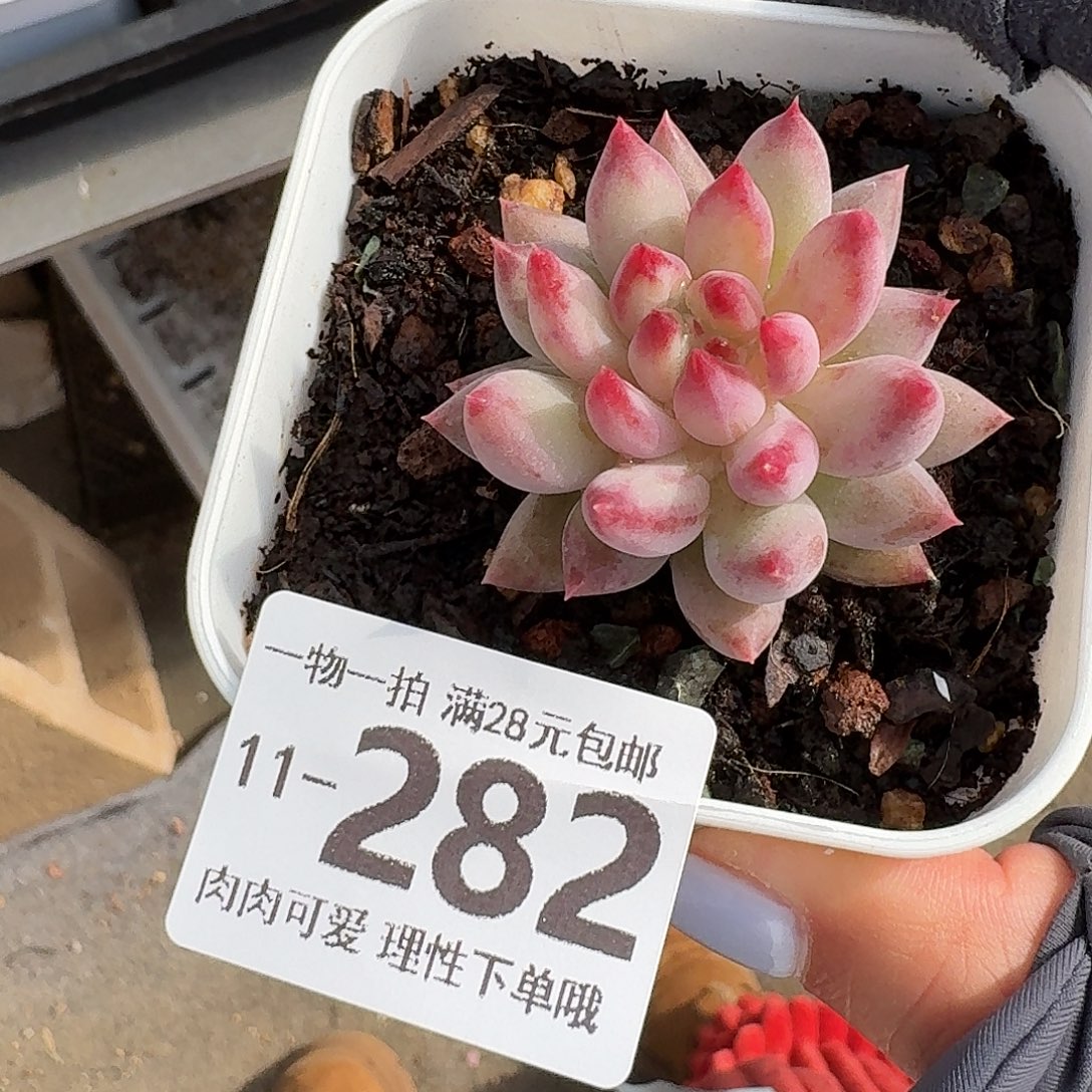 虞美人无盆土发货