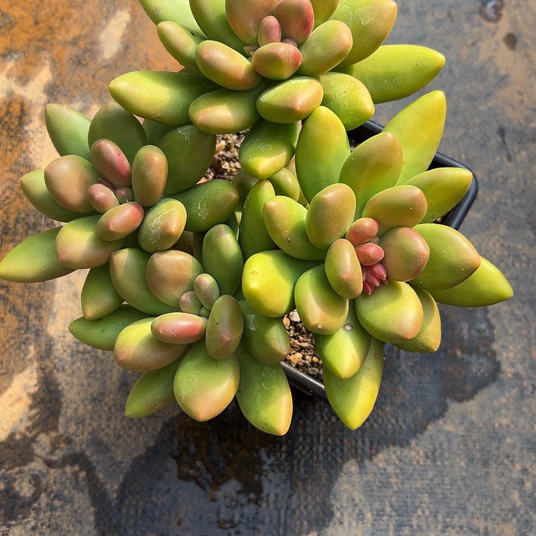 用***乐芒果奶 多肉。        