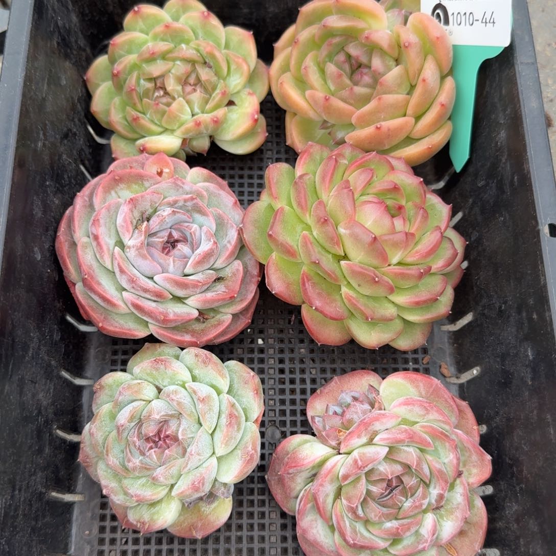 从前慢多肉精选编号1010.44