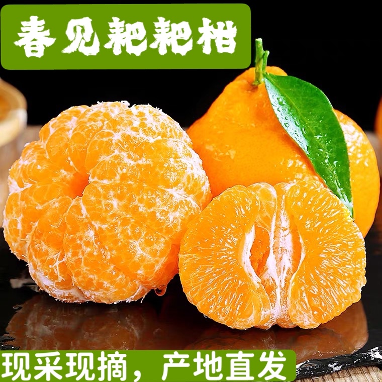 XY1正宗四川春见耙耙柑新鲜现摘香甜多汁当季柑橘孕妇水果