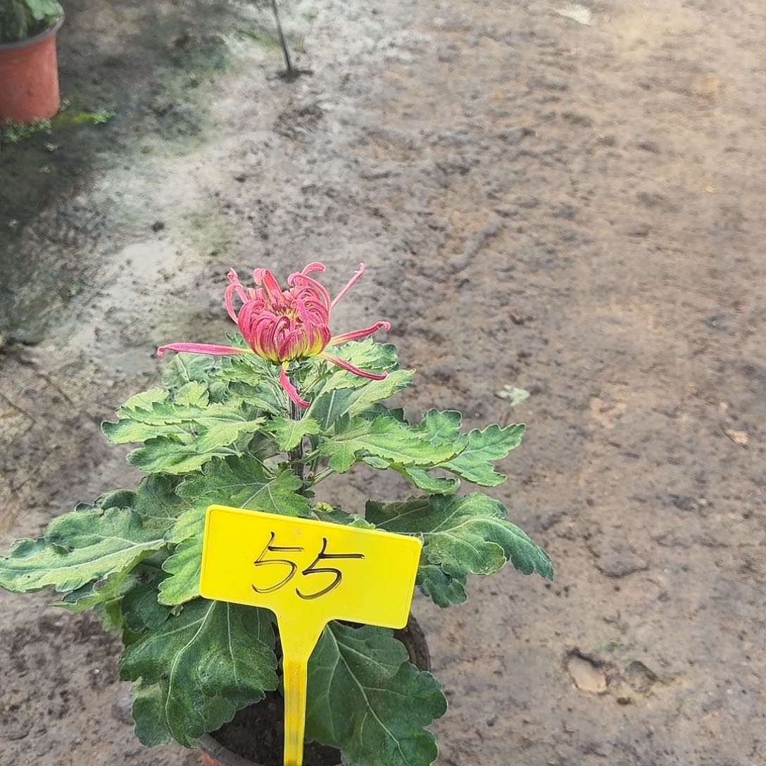 年***。大部分花苞少量开放55得意