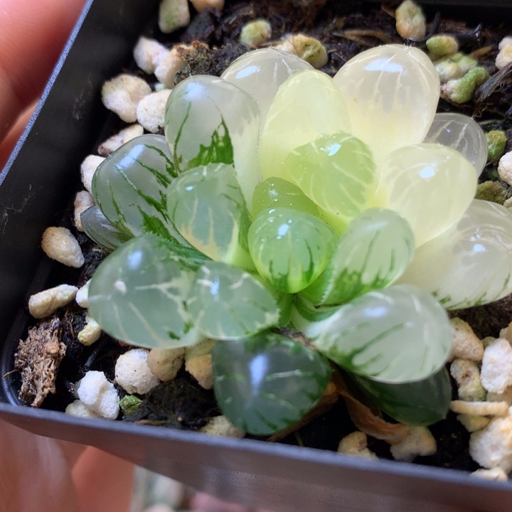 冰灯玉露锦带盆土发货