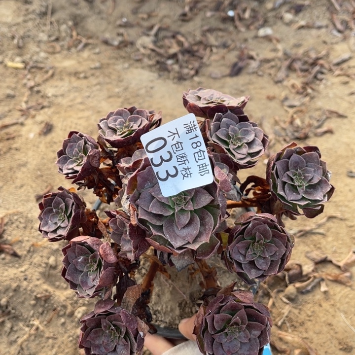 033黑魔小手捧1北法师