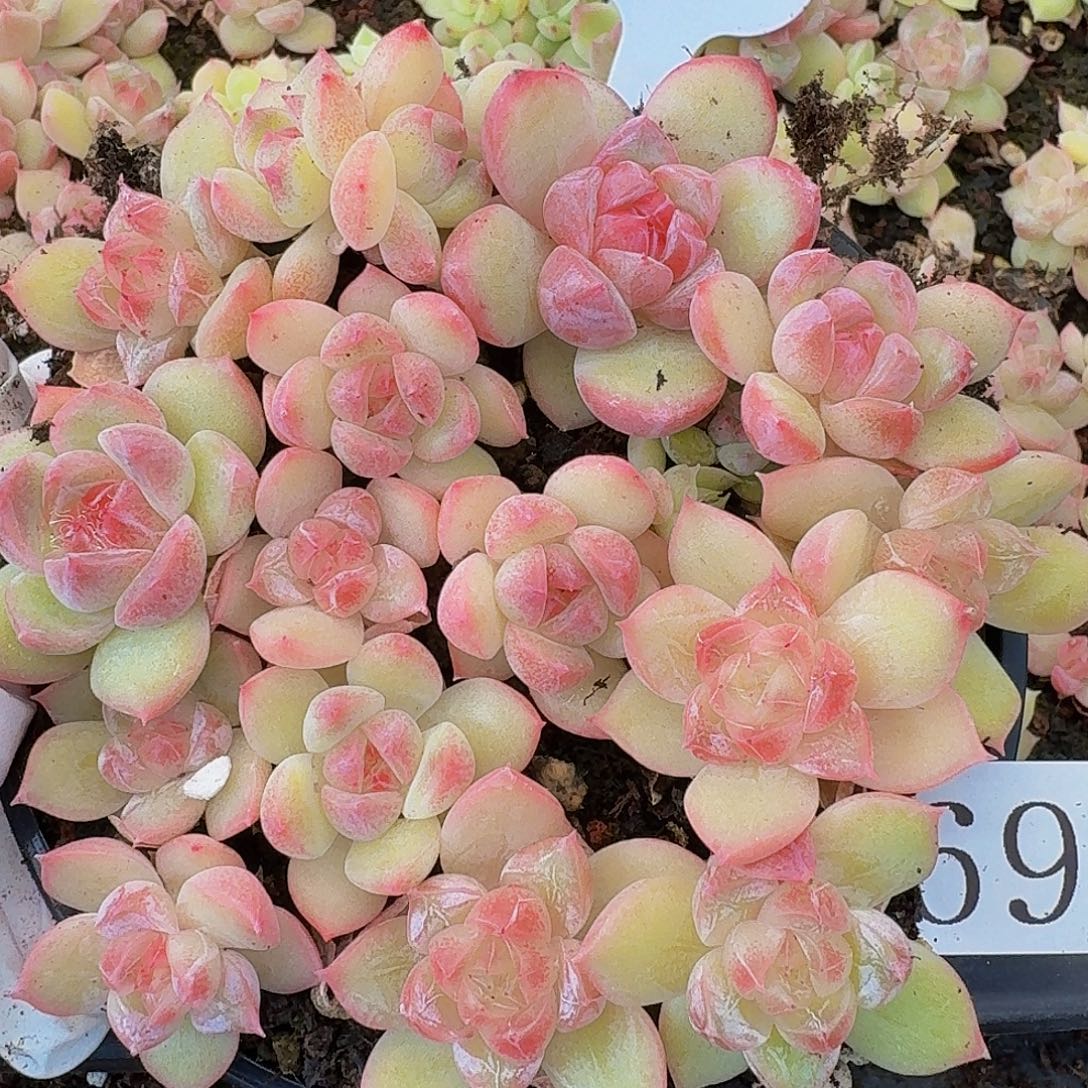 多肉植物多肉植物697