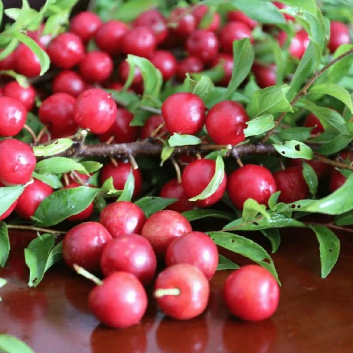 欧李钙果种子家庭阳台四季种植盆栽