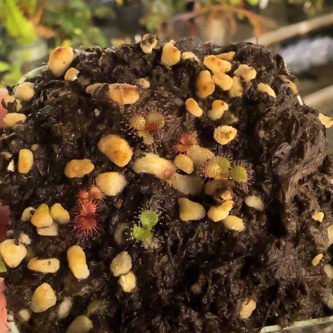 无花朵专拍球根茅