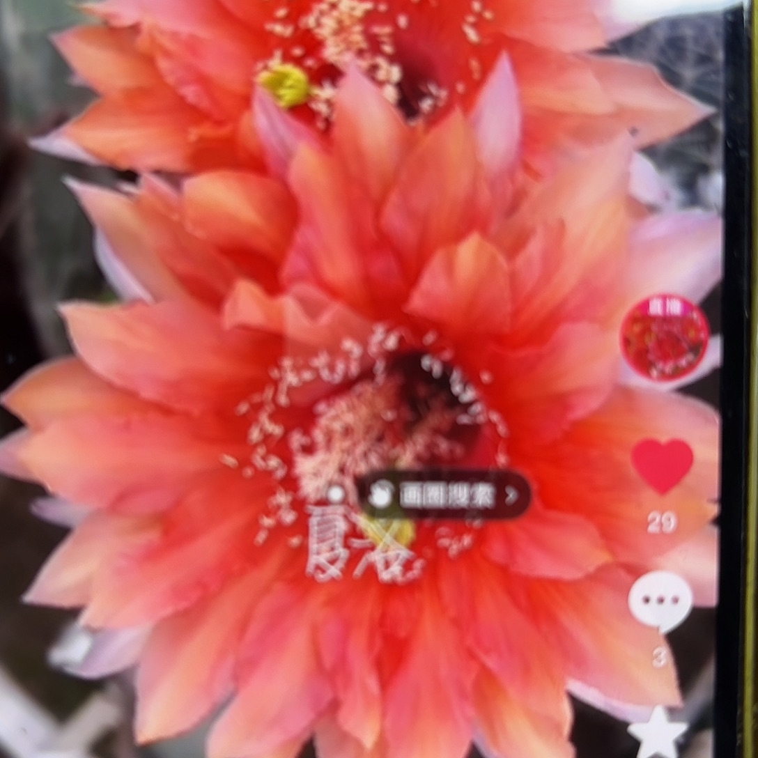 夏洛彩侧牙20包邮仙人球7