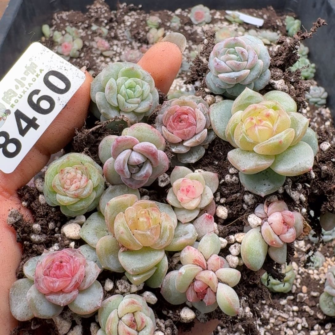 嘉***多肉植物多肉植物