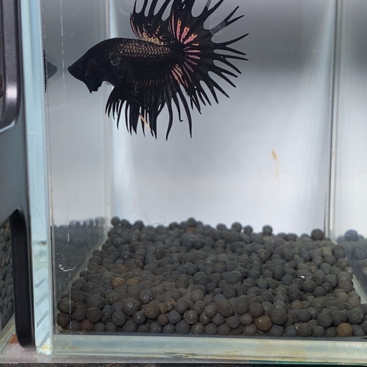 斗鱼泰国斗鱼232号