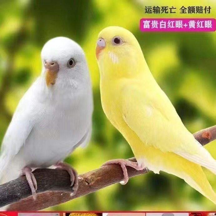 纯黄白红眼 手养可说话的观赏鹦鹉活体宠物鸟包邮到家