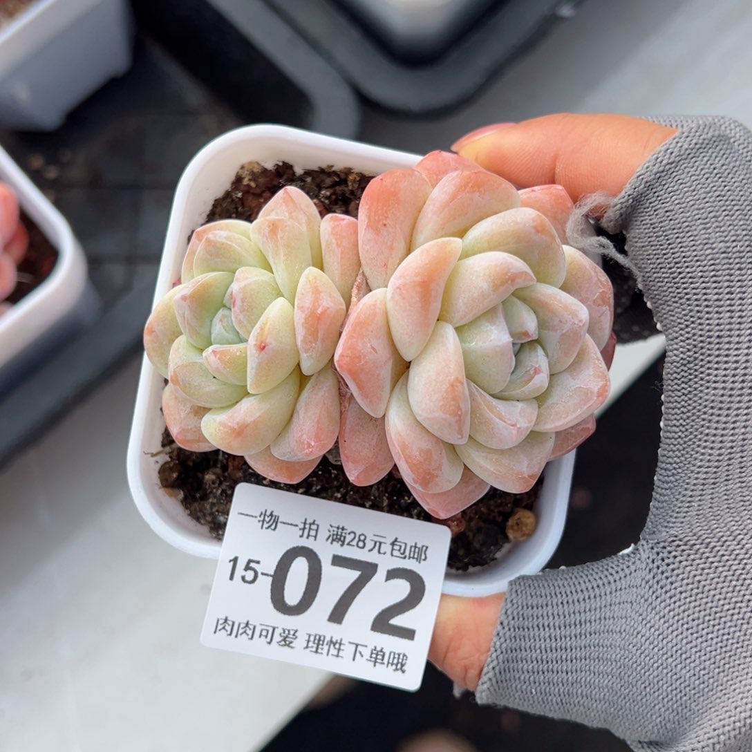 冰玉不包整多肉多肉多肉多肉