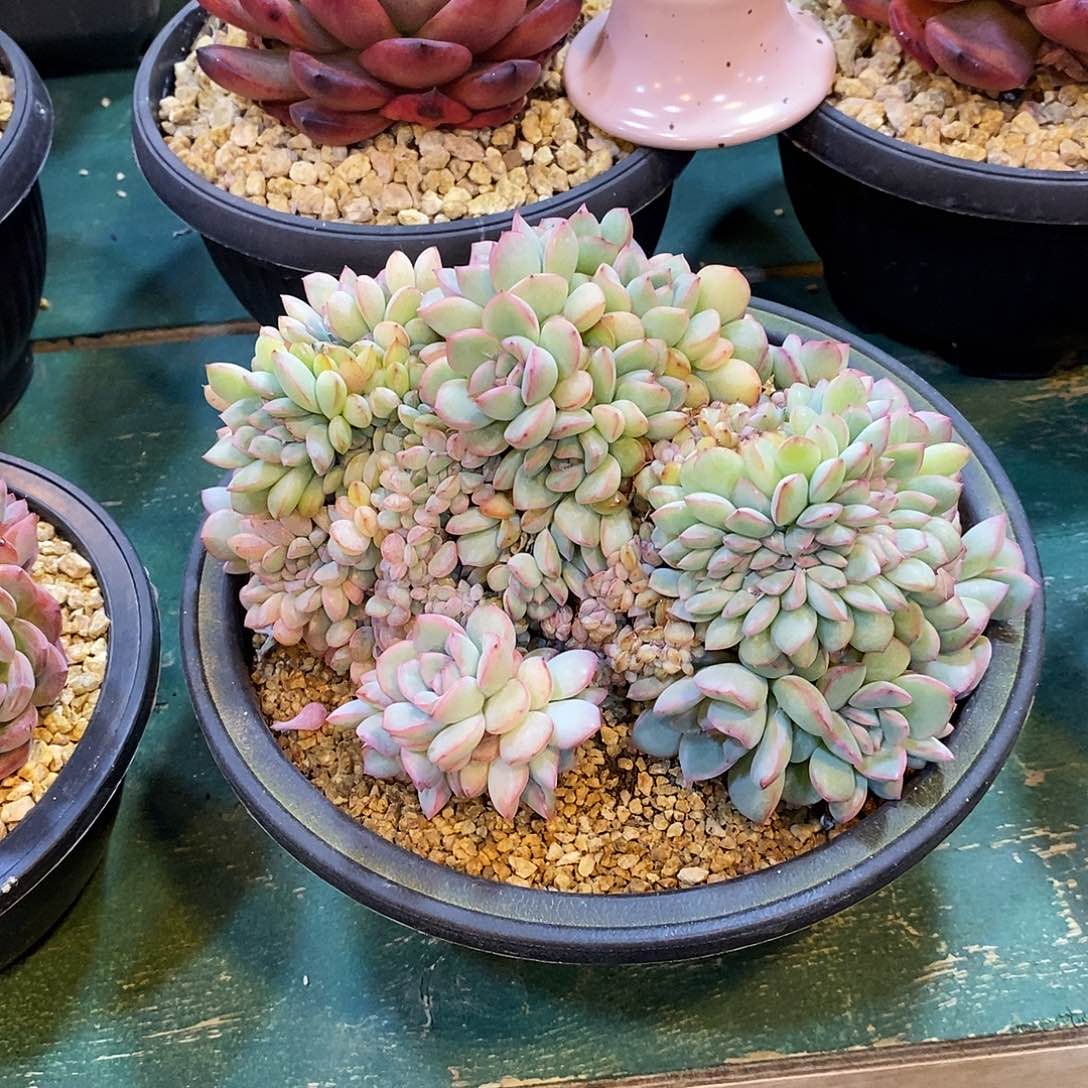 很大的一个缀化，好看还不贵，