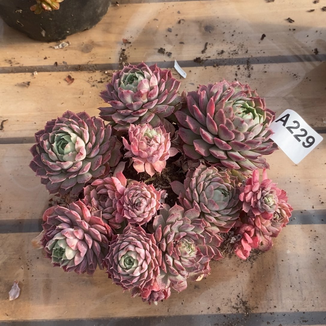 229朱砂痣一物一拍