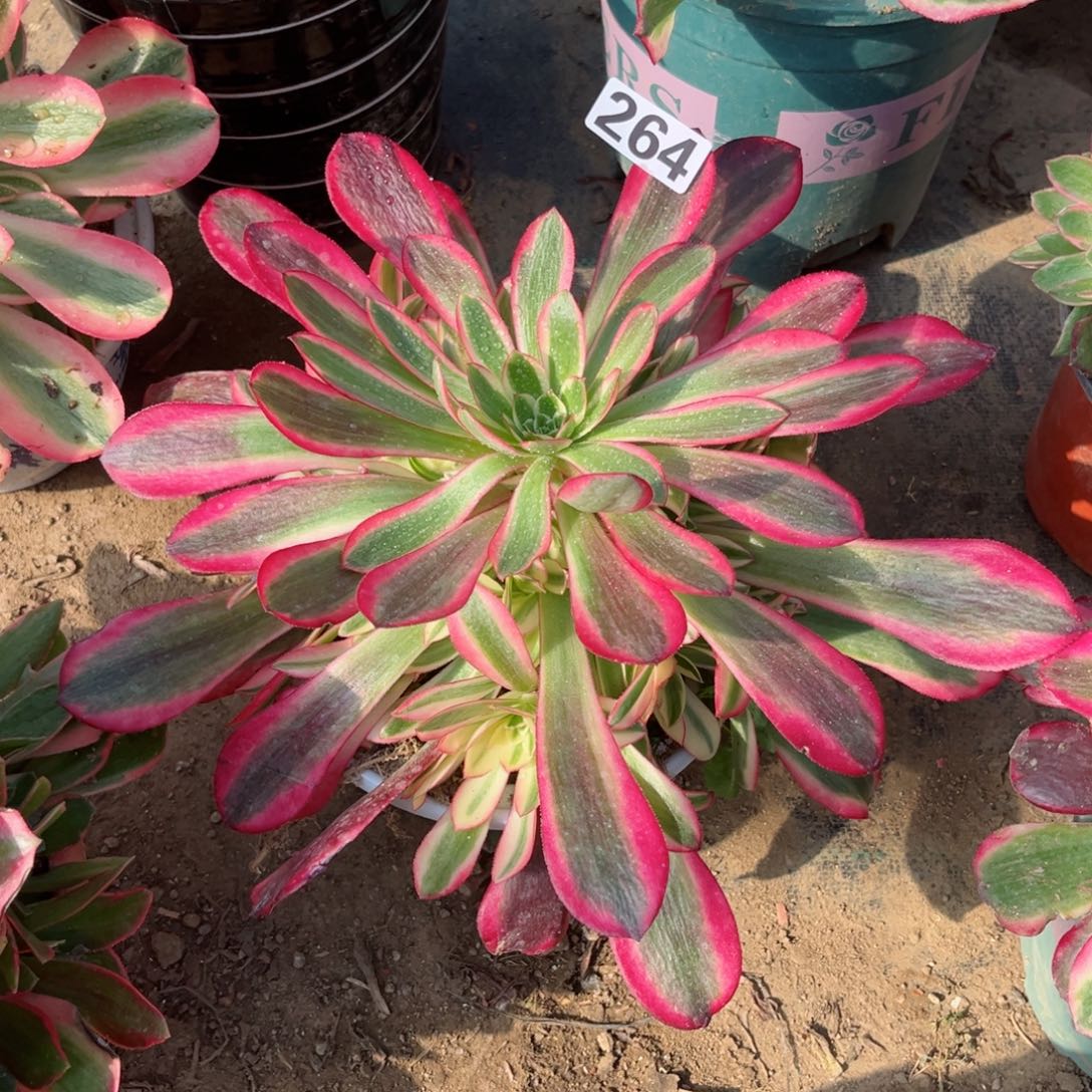 264美杜莎手捧花多肉植物