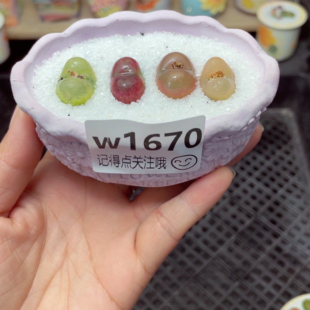 w1670 带盆土发货-零下地区拍保温箱