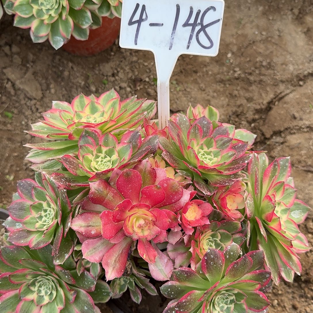 4-148有断枝不介意的拍