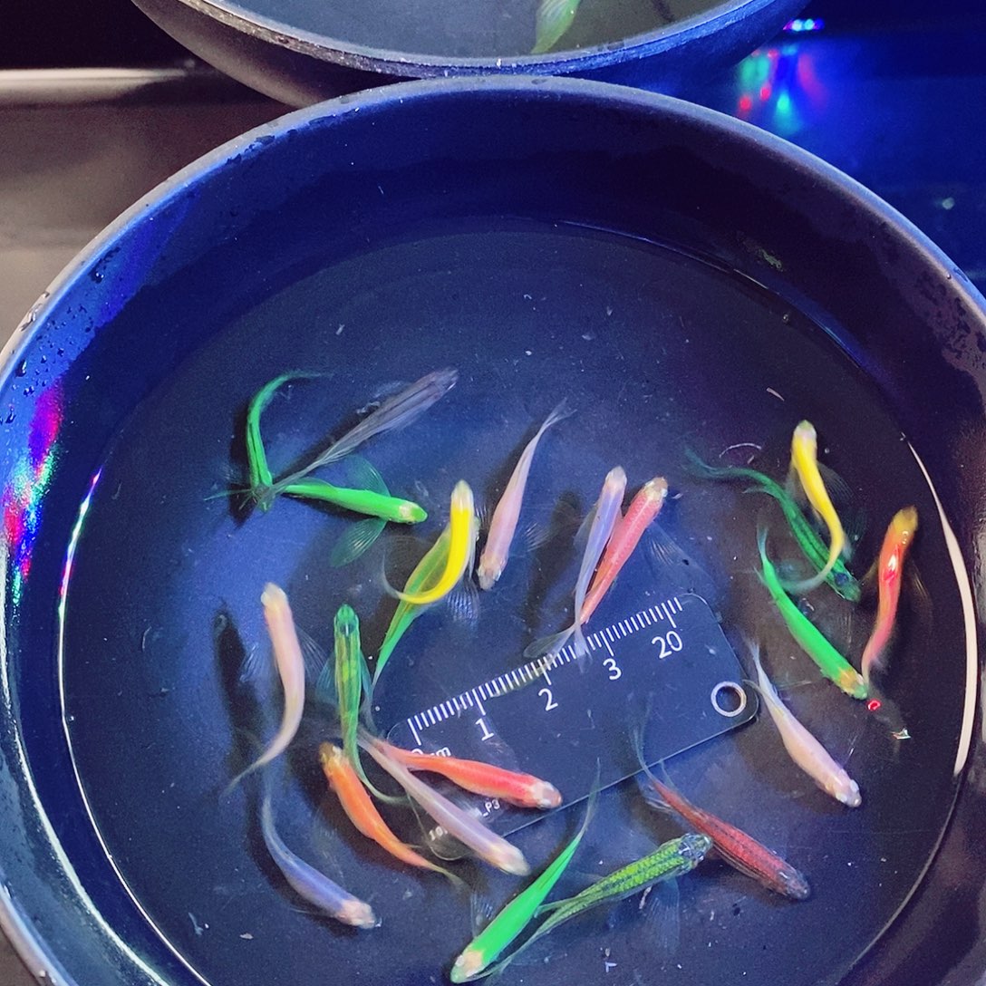 斑马鱼蝶翼混搭20➕2倍损9个颜色
