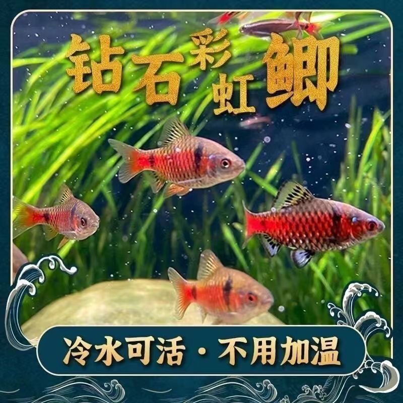大品种包发色钻石彩虹鲫鱼大帆玫瑰鲫鱼无需加温冷水鱼原生群游