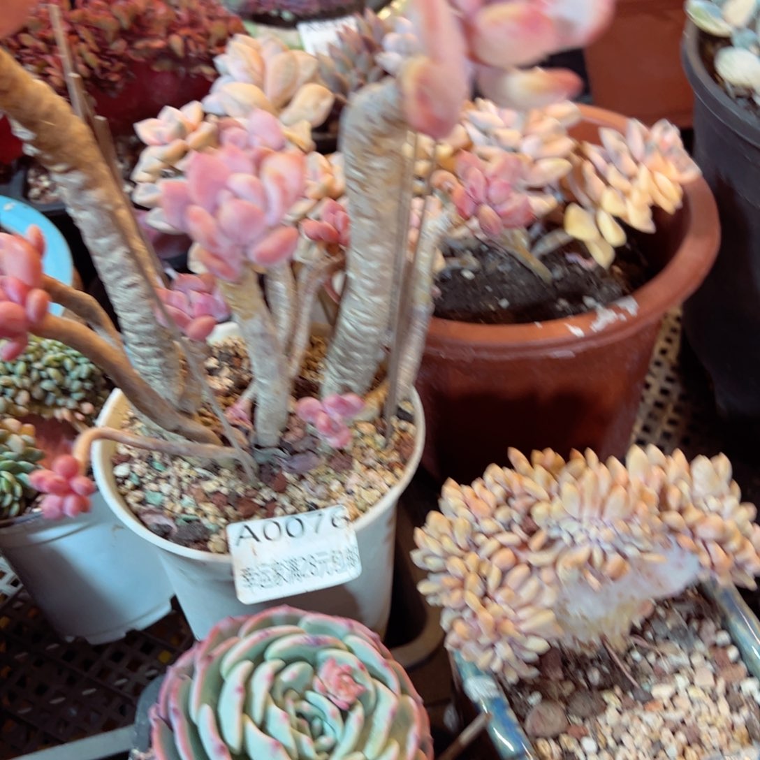 幸运的是我的朋友们