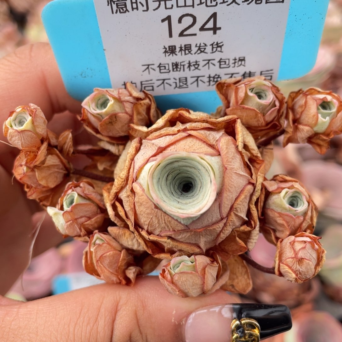 山地玫瑰124断枝不包损不售后