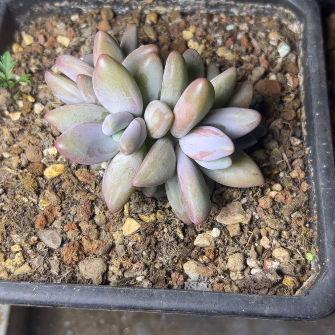 要***心哥特萝莉，一物一拍