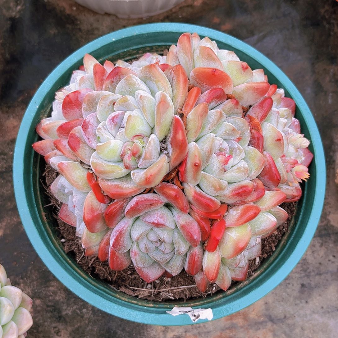 冰玉16.5公分99999999