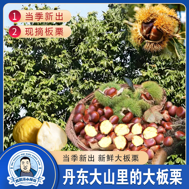 【特大10斤】板栗丹东大山里的大板栗当季新出新鲜栗子难剥皮生板栗