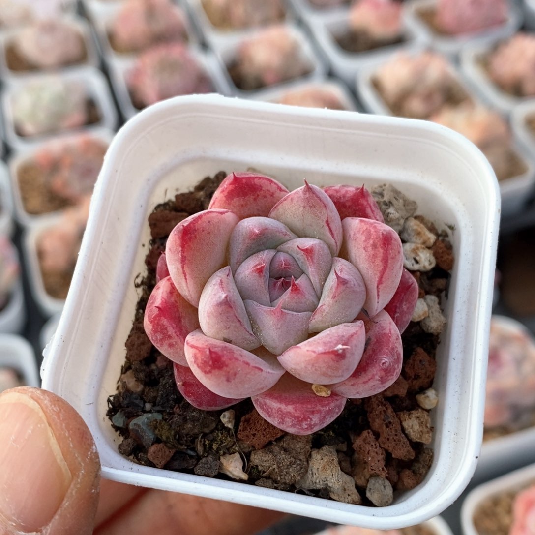 精品多肉一物一拍185