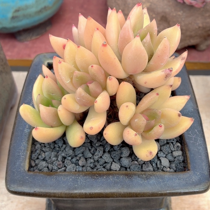 多肉植物 林肯一物一拍-4