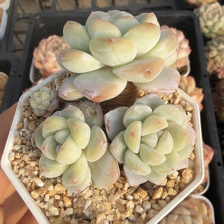 0116-24 精控冰玉群