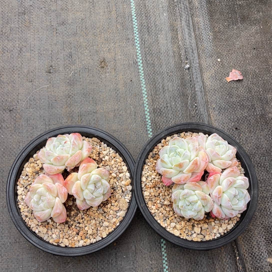 冰玉两颗一物一拍