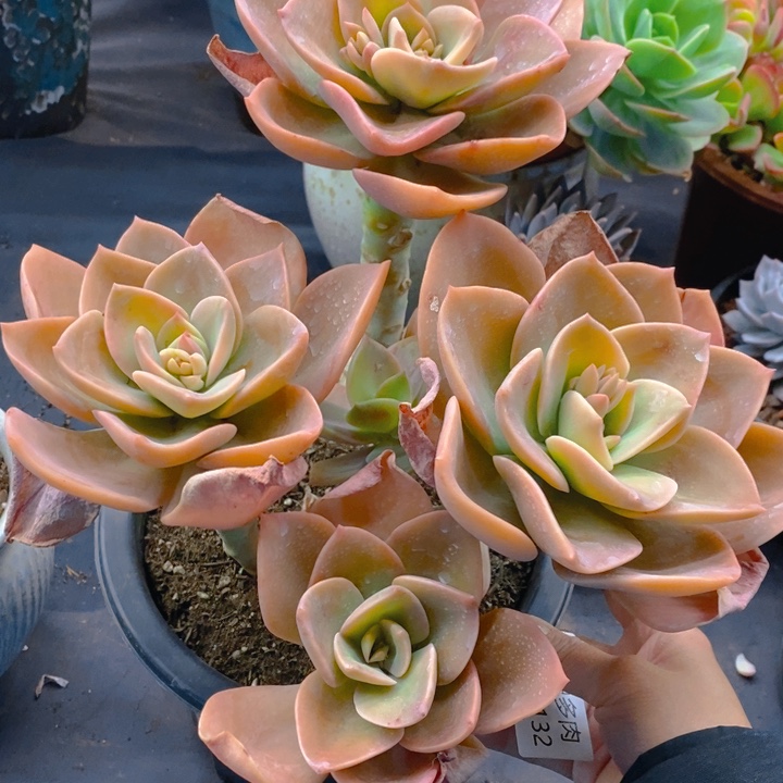 夏悅多肉 0306-132赫氏