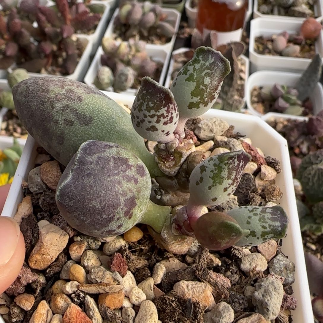 海豹水泡多肉植物