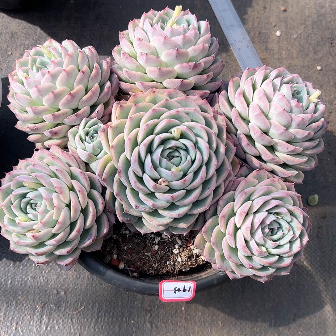 雨**晴粉水晶多肉1903