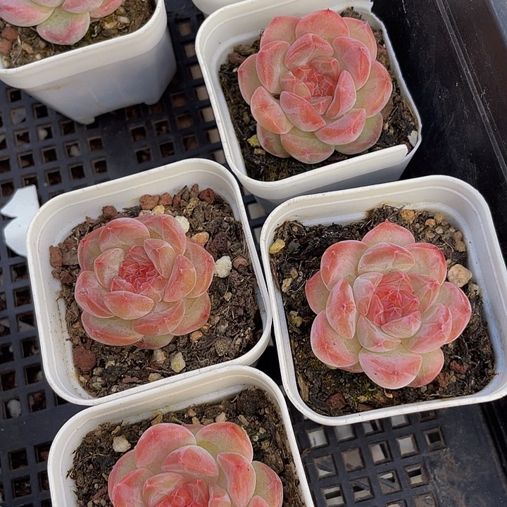 5.5方糖心带盆土发