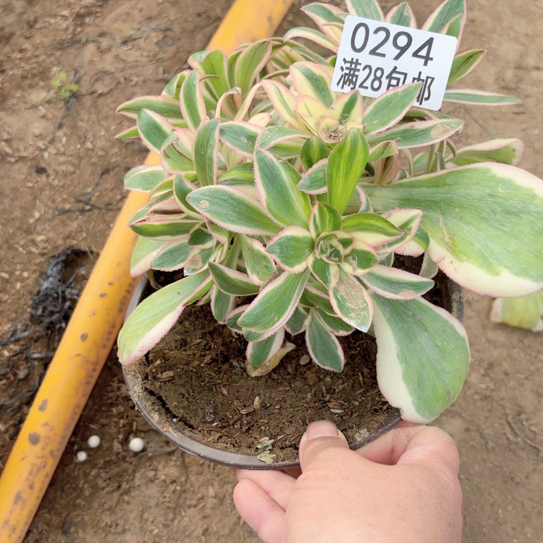 D.   0294燕姿绣球多肉