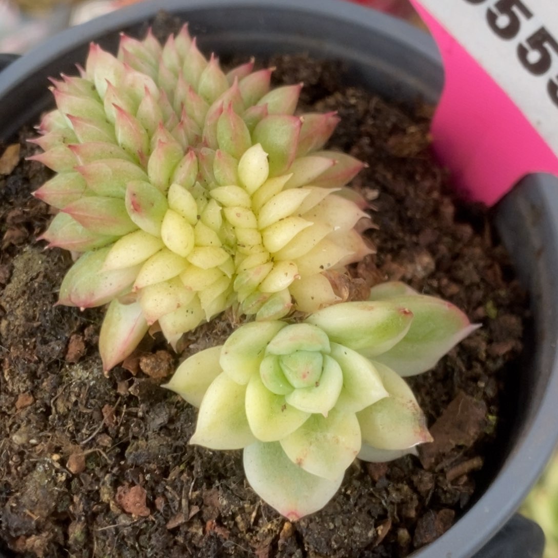 555东云杂锦锦锦锦锦锦