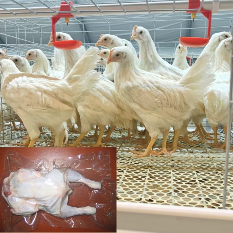 高产绿壳蛋鸡整鸡发货两单加赠一只