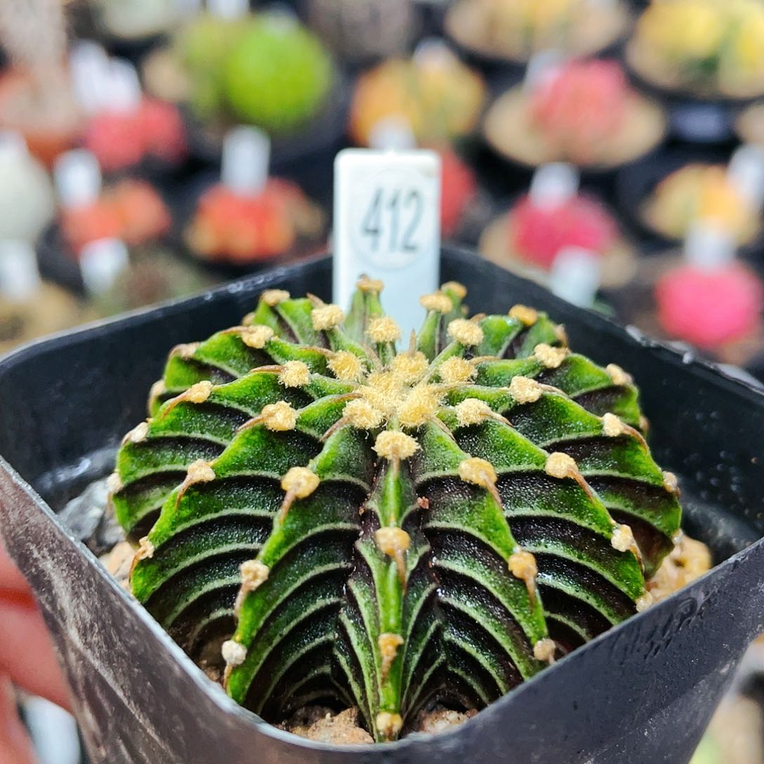 非偏远地区25包邮仙人球