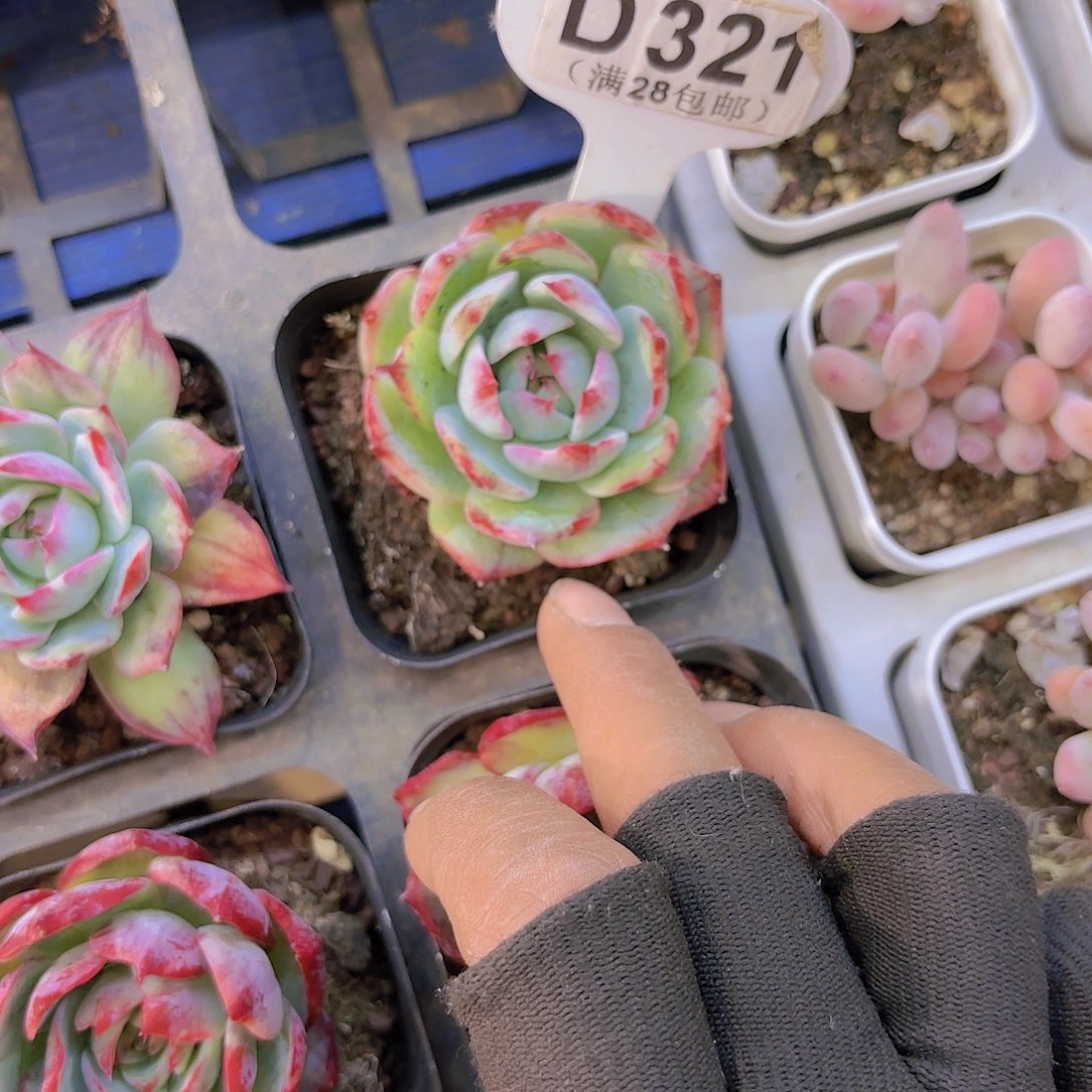 D321惊鸿仙子一物一拍