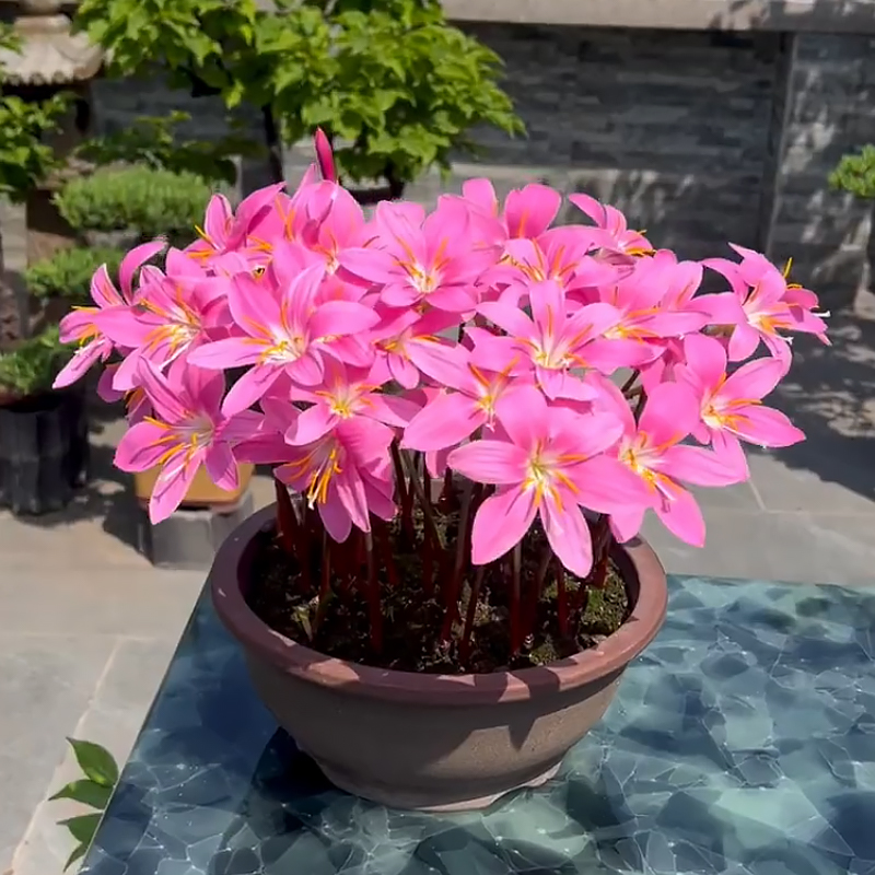 【带花剑 10天开花】风雨兰盆栽花卉种球10颗