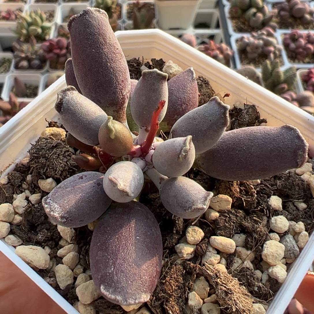 艺伎海报多肉植物