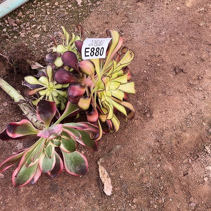 多肉植物880不售后