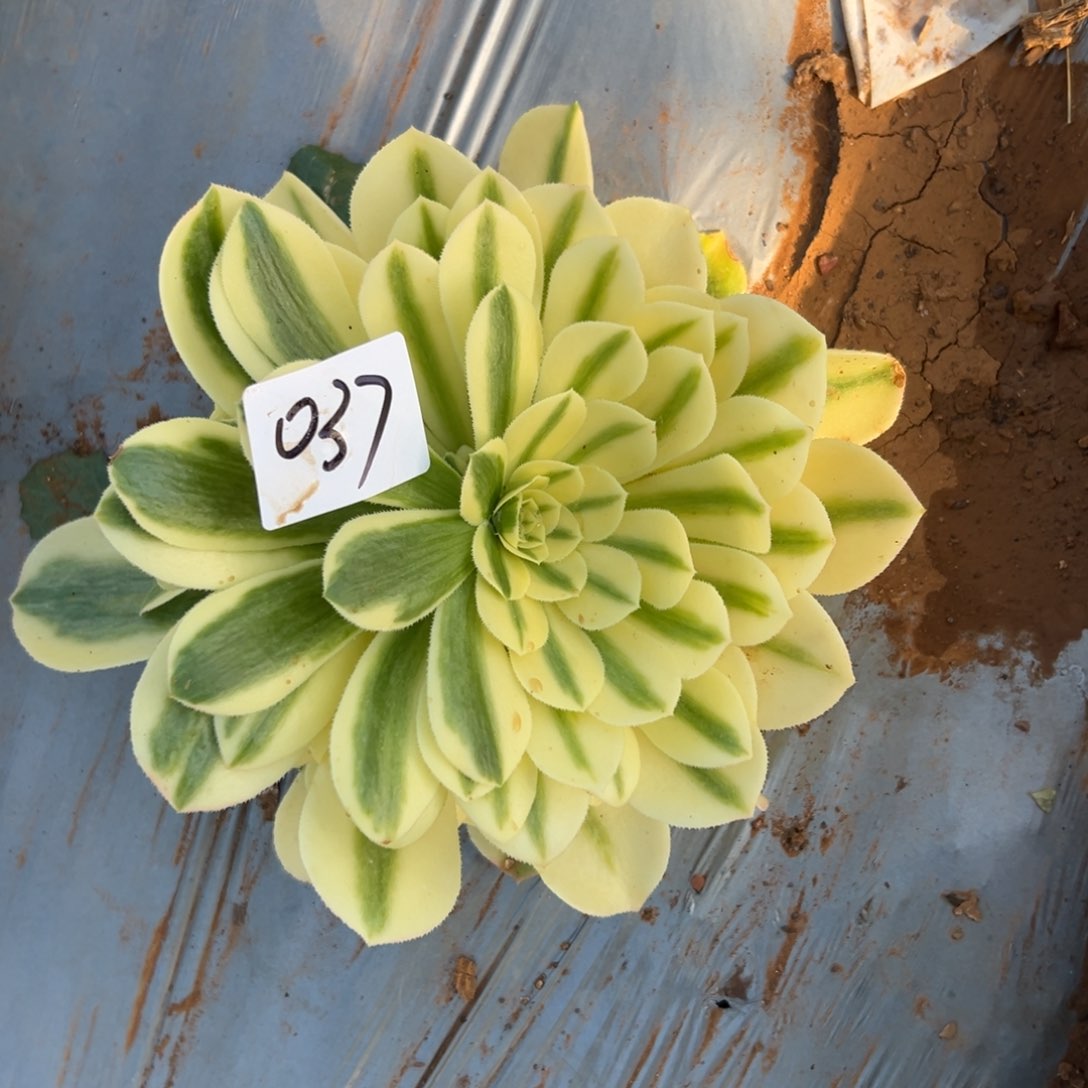 037新尼亚多肉法师