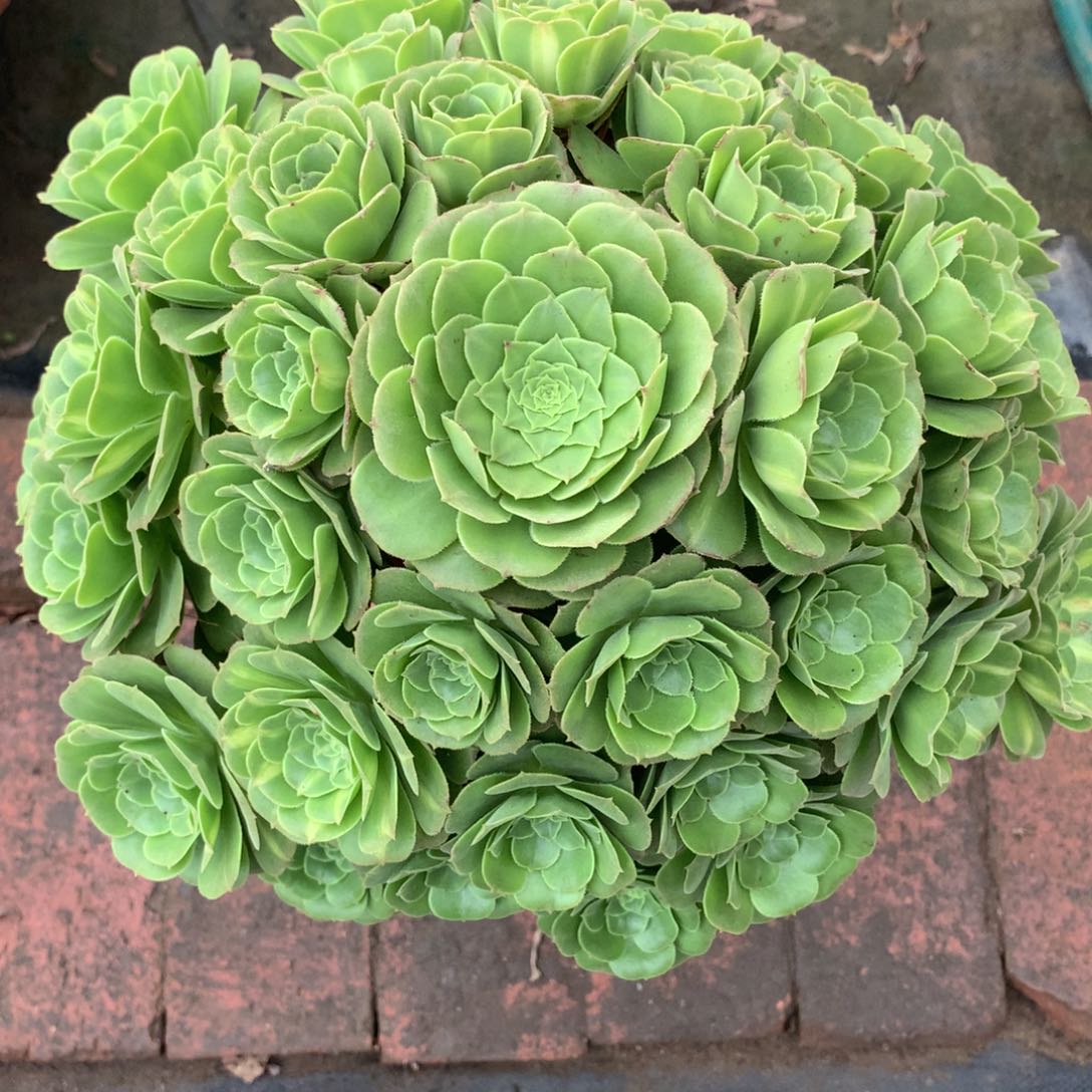 琉璃绿圆叶，多肉植物