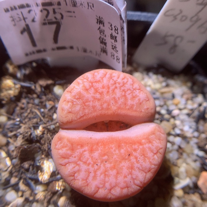 精品生石花225.17