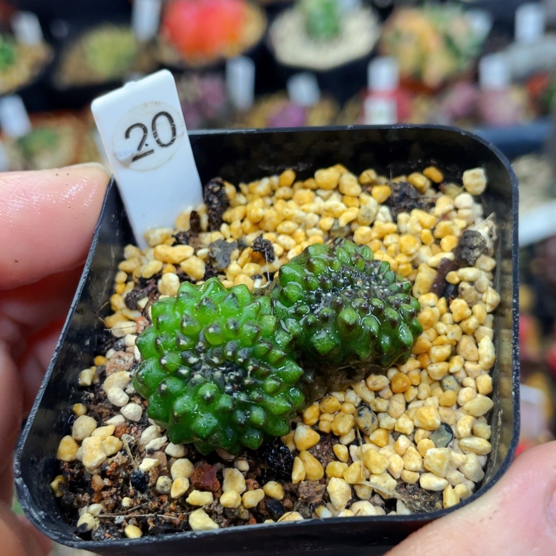 泰国貘缀盆5公分满25包邮裸根发货