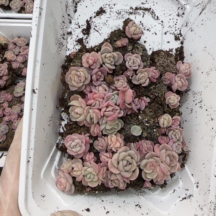 46号王者系列多肉一盒