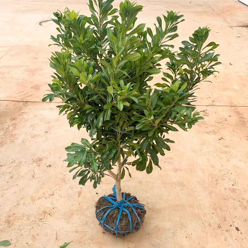 【杨梅大苗带叶带土球发货】东魁杨梅树苗南方北方种植地栽当年结果